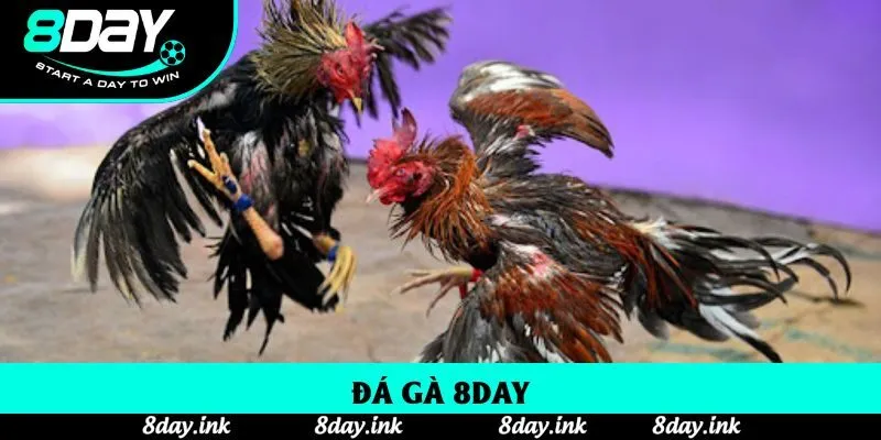 Đá Gà 8day: Cung Cấp Các Trận Đối Đầu Đáng Chú Ý Không Thể Bỏ Qua