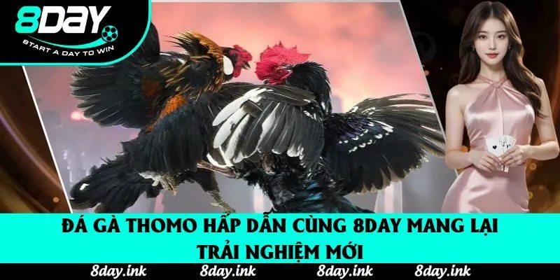 Đá Gà Thomo Cùng 8day: Hướng Dẫn Chiến Lược Và Thắng Lợi Nhanh